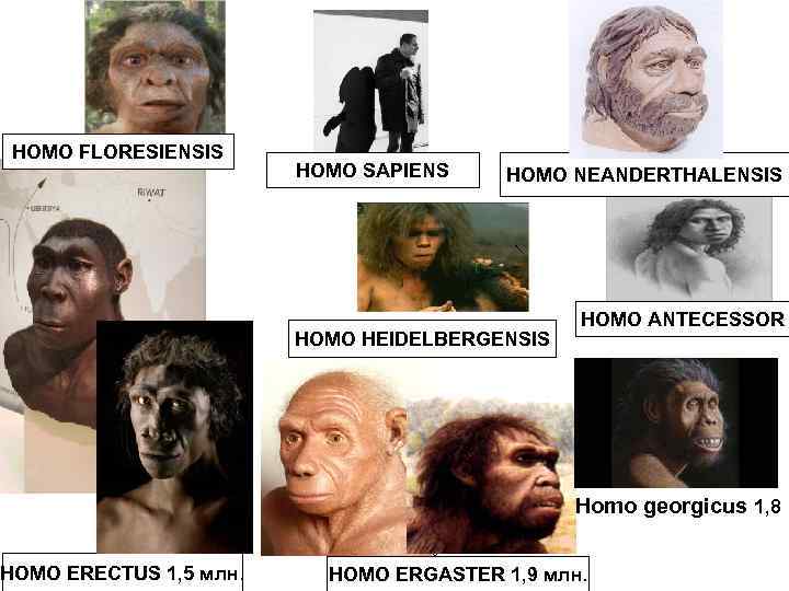 HOMO FLORESIENSIS HOMO SAPIENS HOMO NEANDERTHALENSIS HOMO HEIDELBERGENSIS HOMO ANTECESSOR Homo georgicus 1, 8