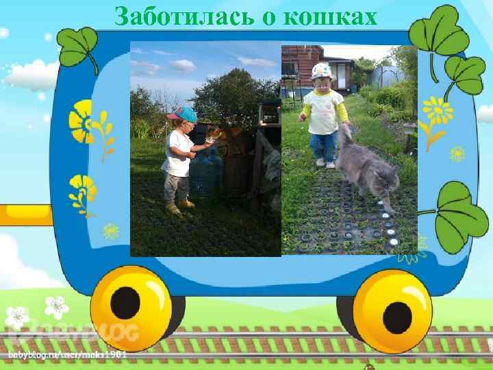 Заботилась о кошках 