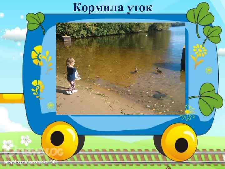 Кормила уток 