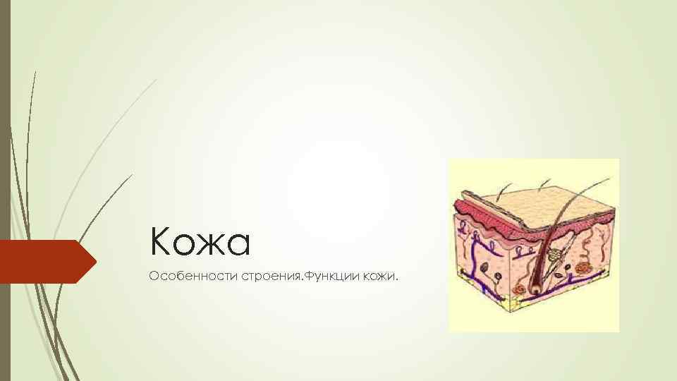 Кожа Особенности строения. Функции кожи. 