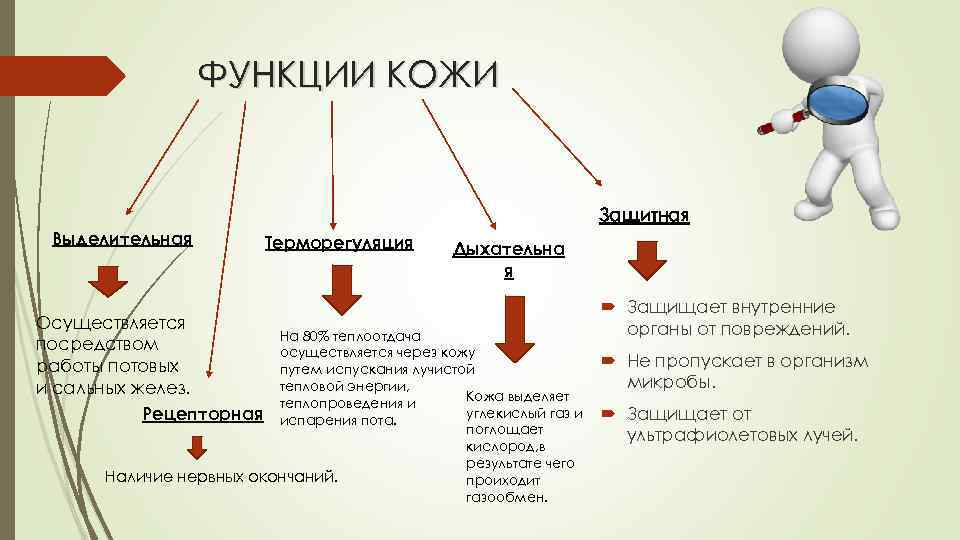 ФУНКЦИИ КОЖИ Защитная Выделительная Осуществляется посредством работы потовых и сальных желез. Рецепторная Терморегуляция Дыхательна