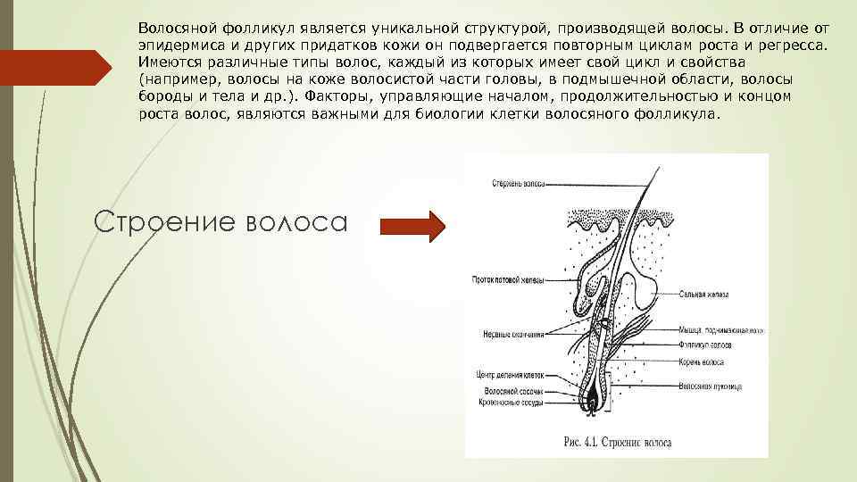 Волосяной фолликул является уникальной структурой, производящей волосы. В отличие от эпидермиса и других придатков