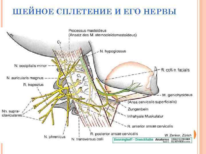 ШЕЙНОЕ СПЛЕТЕНИЕ И ЕГО НЕРВЫ 