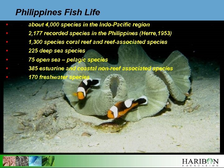 Philippines Fish Life • about 4, 000 species in the Indo-Pacific region • 2,