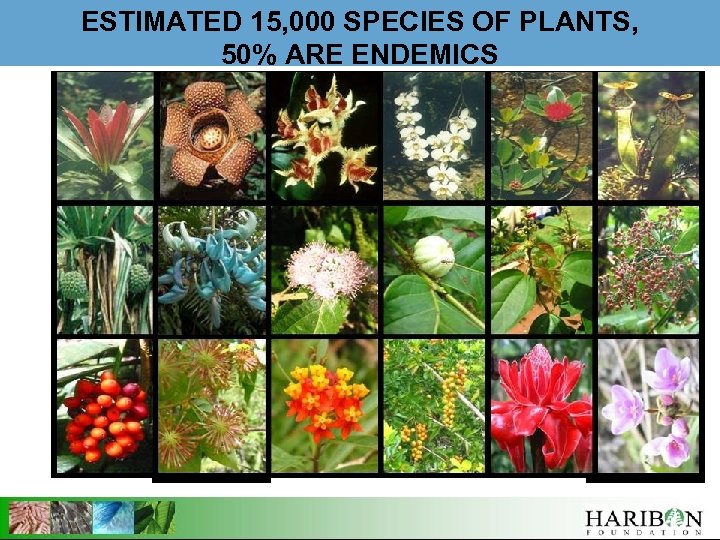 ESTIMATED 15, 000 SPECIES OF PLANTS, 50% ARE ENDEMICS 