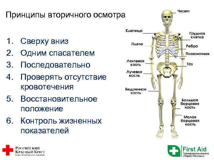 Принципы вторичного осмотра 1. 2. 3. 4. Сверху вниз Одним спасателем Последовательно Проверять отсутствие