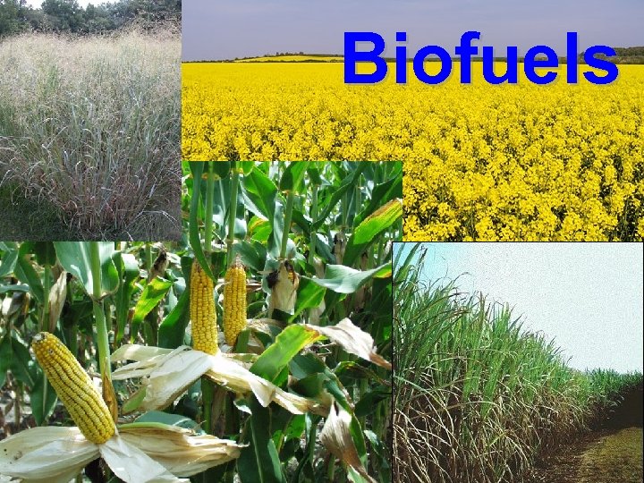 Biofuels 49 