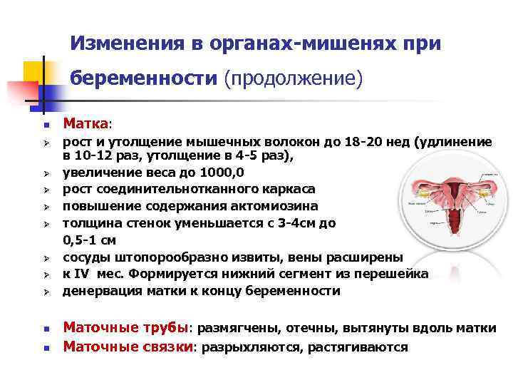 Рост матка. Изменения в органах-мишенях при менструации. Нижний сегмент матки формируется. Периферические органы мишени матка.