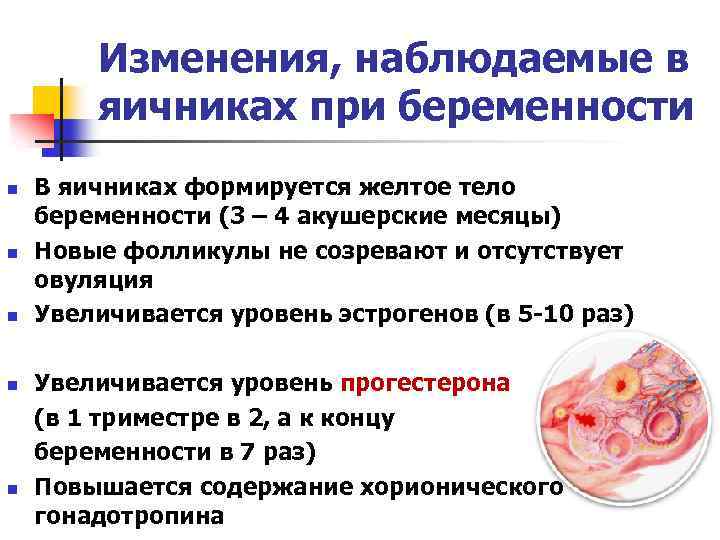 Изменения, наблюдаемые в яичниках при беременности n n n В яичниках формируется желтое тело