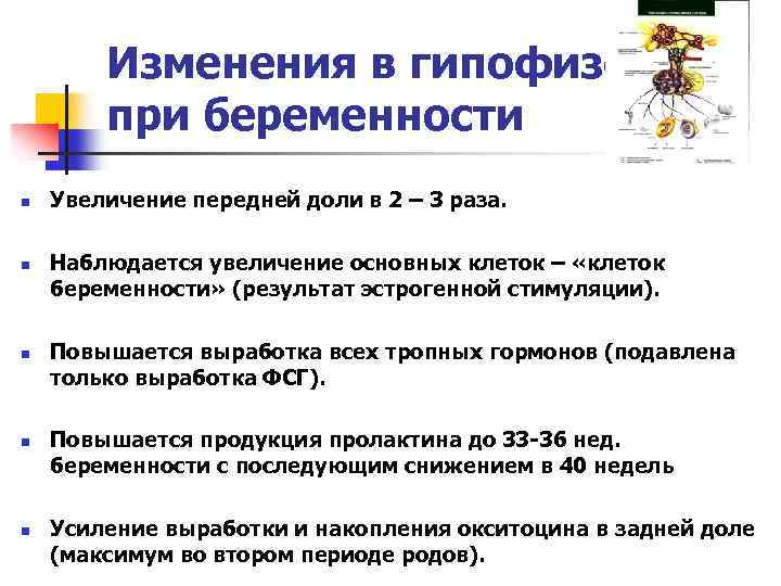 Изменения в гипофизе при беременности n n n Увеличение передней доли в 2 –
