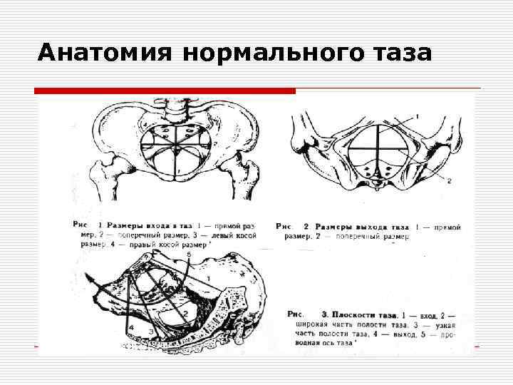 Анатомия нормального таза 