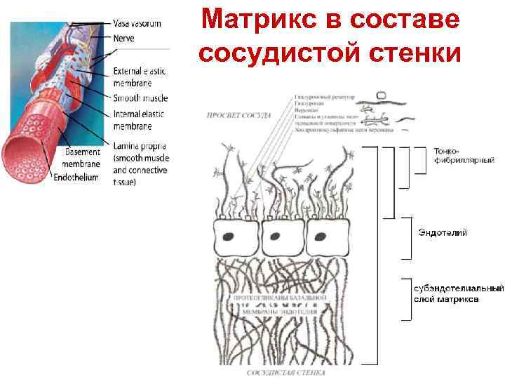 Матрикс в составе сосудистой стенки 