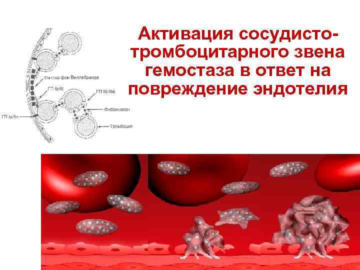 Активация сосудистотромбоцитарного звена гемостаза в ответ на повреждение эндотелия 