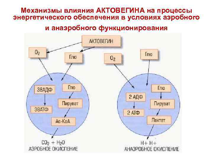 Механизмы влияния АКТОВЕГИНА на процессы энергетического обеспечения в условиях аэробного и анаэробного функционирования 