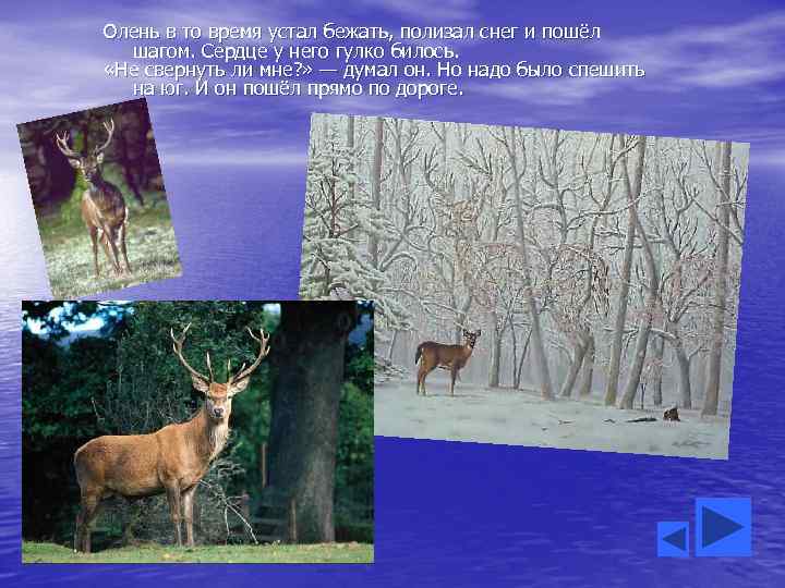 Олень в то время устал бежать, полизал снег и пошёл шагом. Сердце у него