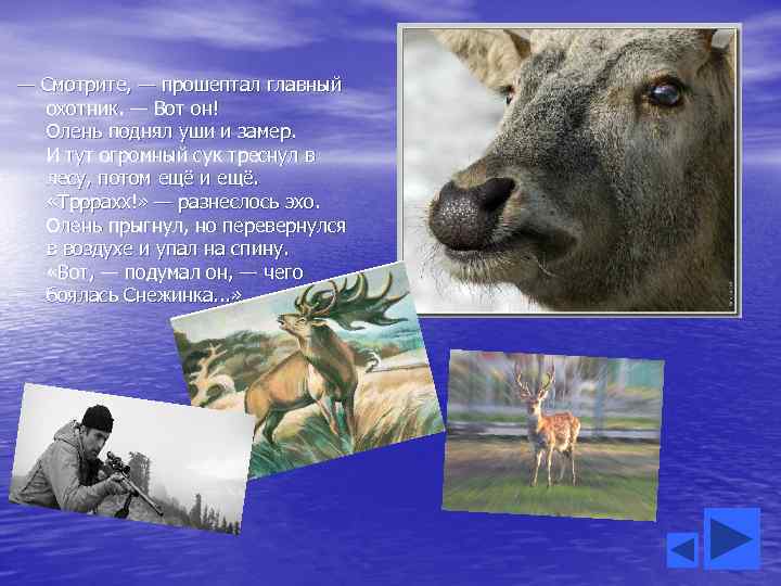 — Смотрите, — прошептал главный охотник. — Вот он! Олень поднял уши и замер.