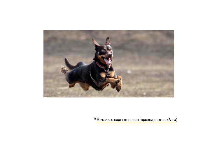 * Начались соревнования (проходит этап «Бег» ) 