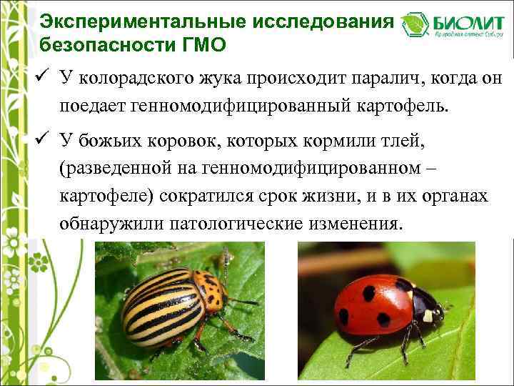 Экспериментальные исследования безопасности ГМО ü У колорадского жука происходит паралич, когда он поедает генномодифицированный