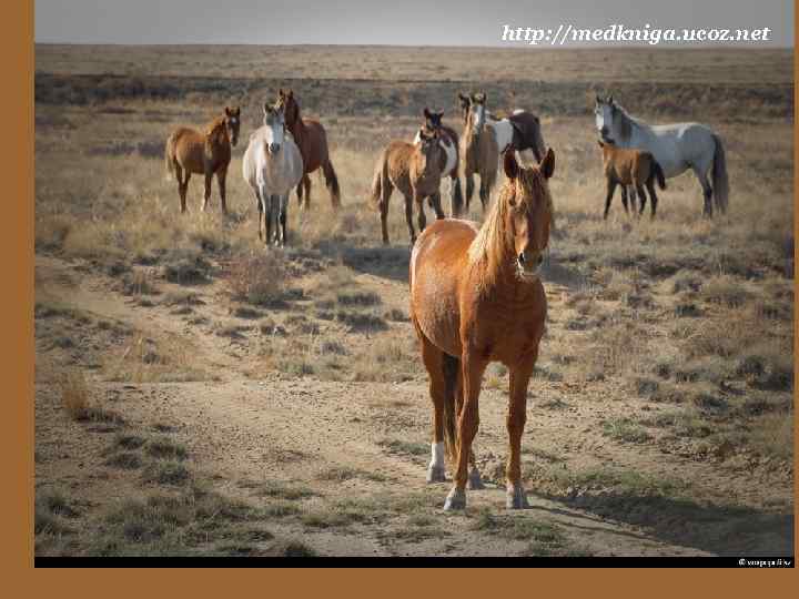 http: //medkniga. ucoz. net 