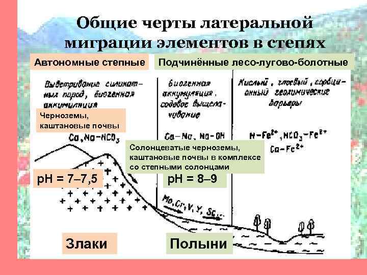 Общие черты латеральной миграции элементов в степях Автономные степные Подчинённые лесо-лугово-болотные Черноземы, каштановые почвы