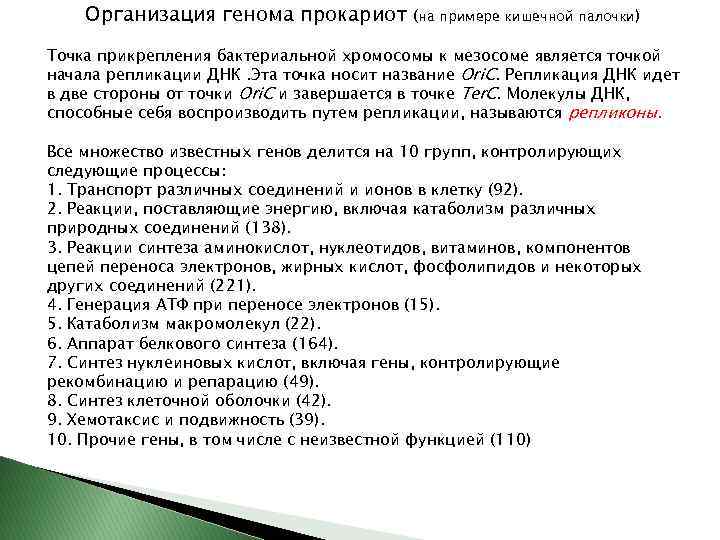Организация генома прокариот (на примере кишечной палочки) Точка прикрепления бактериальной хромосомы к мезосоме является