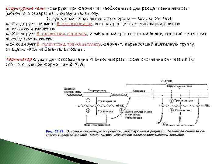 Регуляция активности генов у прокариот схема жакоба моно