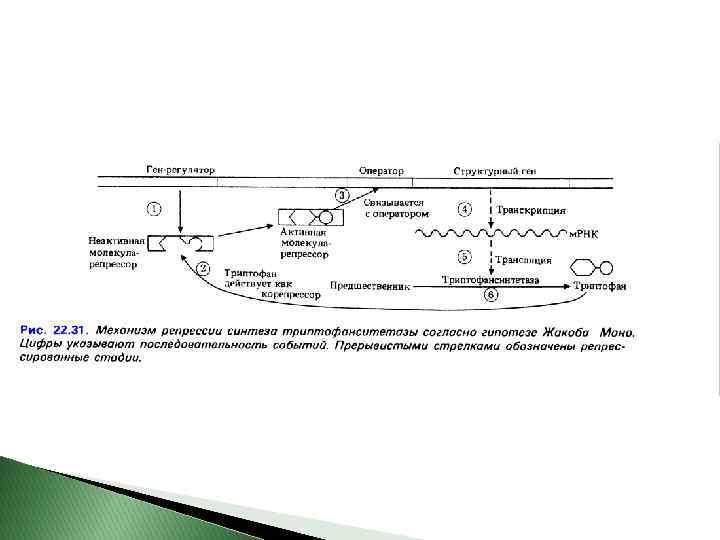 Схема лактозного оперона у прокариот. Регуляция активности генов у прокариот. Схема регуляции экспрессии генов (лактозный оперон). Пути регуляции активности генов в опероне.