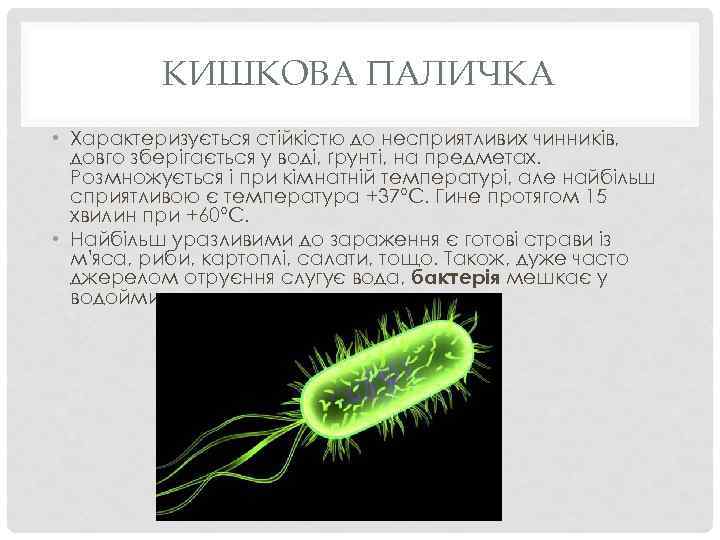 КИШКОВА ПАЛИЧКА • Характеризується стійкістю до несприятливих чинників, довго зберігається у воді, ґрунті, на