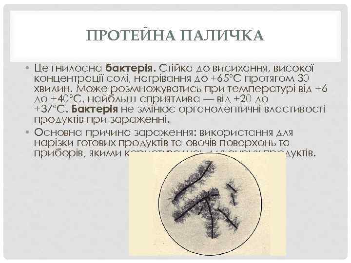 ПРОТЕЙНА ПАЛИЧКА • Це гнилосна бактерія. Стійка до висихання, високої концентрації солі, нагрівання до