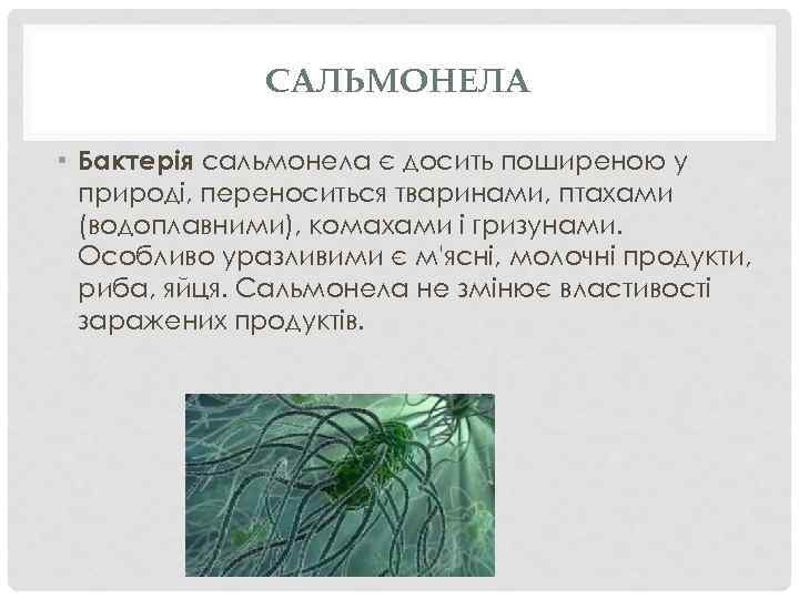 САЛЬМОНЕЛА • Бактерія сальмонела є досить поширеною у природі, переноситься тваринами, птахами (водоплавними), комахами