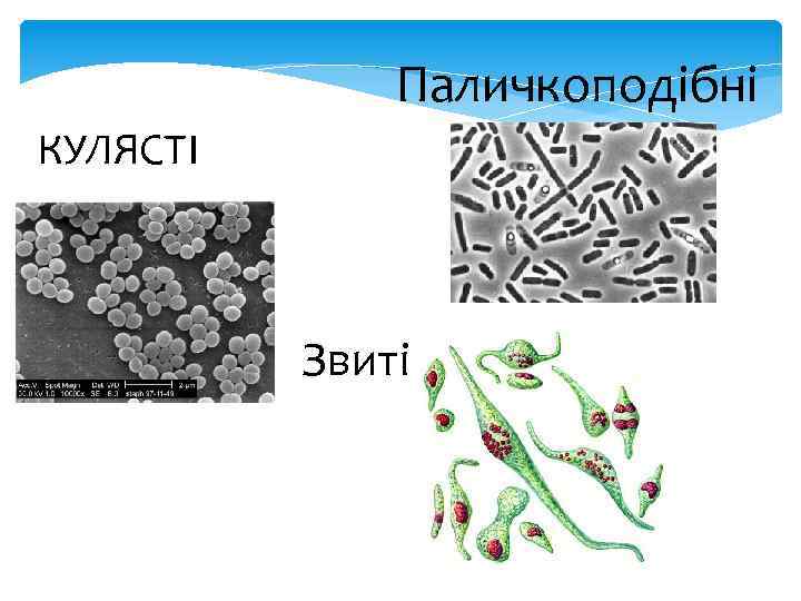 Паличкоподібні КУЛЯСТІ Звиті 