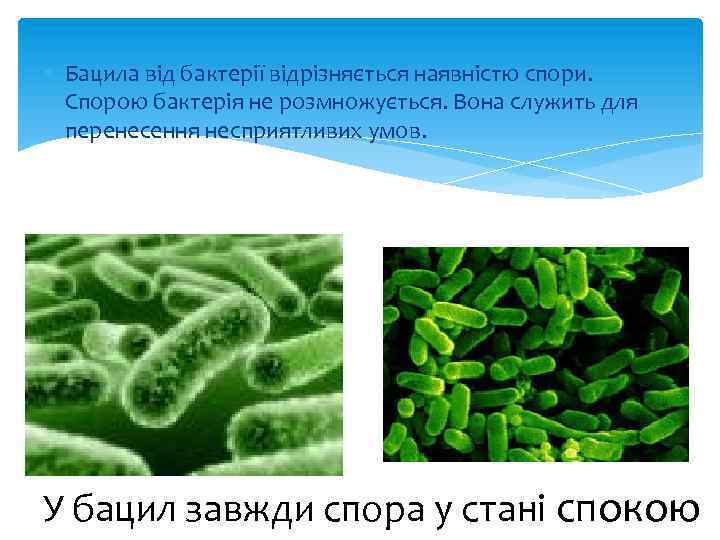  Бацила від бактерії відрізняється наявністю спори. Спорою бактерія не розмножується. Вона служить для