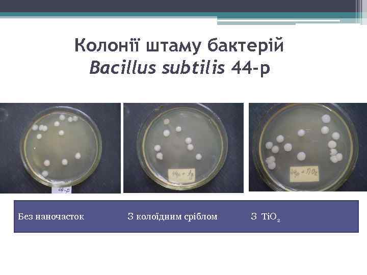 Колонії штаму бактерій Bacillus subtilis 44 -р Без наночасток З колоїдним сріблом З Ti.
