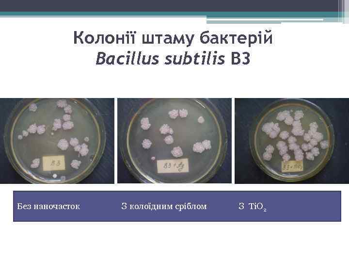 Колонії штаму бактерій Bacillus subtilis В 3 Без наночасток З колоїдним сріблом З Ti.