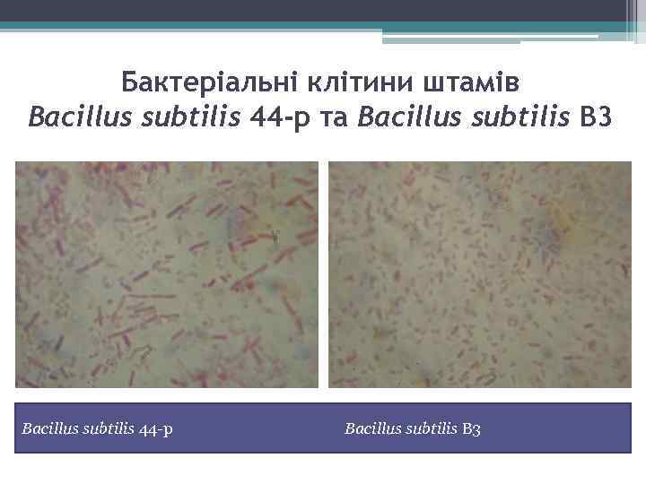 Бактеріальні клітини штамів Bacillus subtilis 44 -р та Bacillus subtilis В 3 Bacillus subtilis