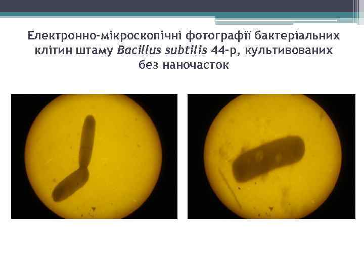 Електронно-мікроскопічні фотографії бактеріальних клітин штаму Bacillus subtilis 44 -р, культивованих без наночасток 