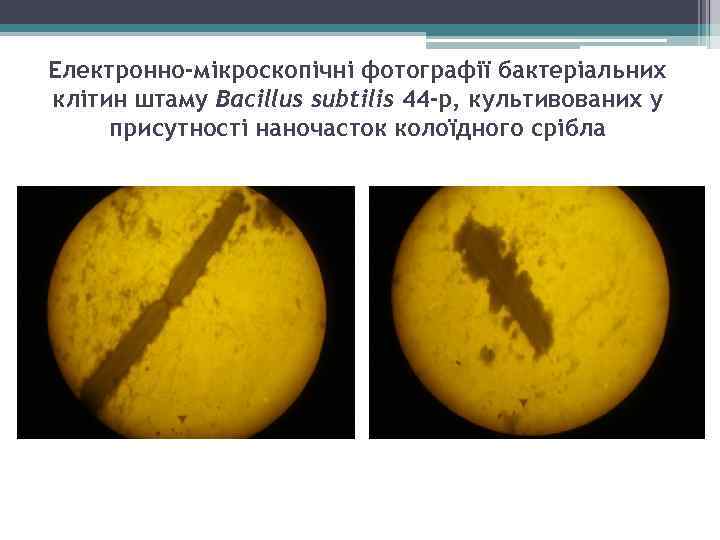 Електронно-мікроскопічні фотографії бактеріальних клітин штаму Bacillus subtilis 44 -р, культивованих у присутності наночасток колоїдного