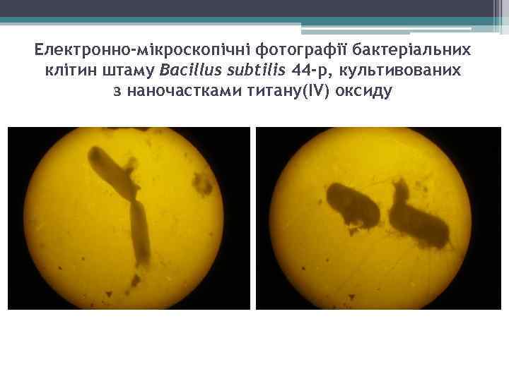 Електронно-мікроскопічні фотографії бактеріальних клітин штаму Bacillus subtilis 44 -р, культивованих з наночастками титану(IV) оксиду