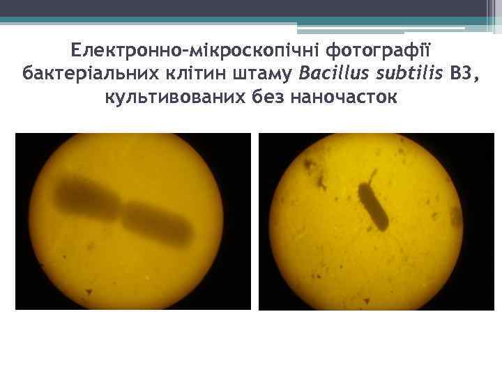 Електронно-мікроскопічні фотографії бактеріальних клітин штаму Bacillus subtilis В 3, культивованих без наночасток 