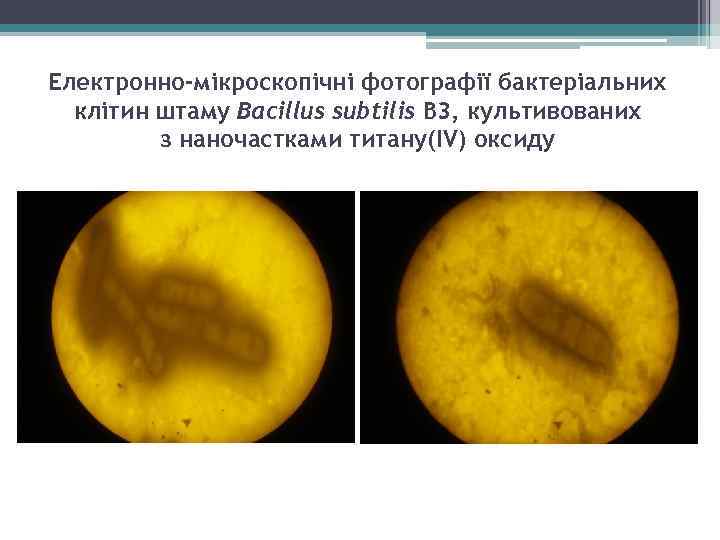 Електронно-мікроскопічні фотографії бактеріальних клітин штаму Bacillus subtilis В 3, культивованих з наночастками титану(IV) оксиду