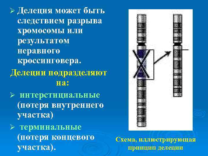 Ø Делеция может быть следствием разрыва хромосомы или результатом неравного кроссинговера. Делеции подразделяют на: