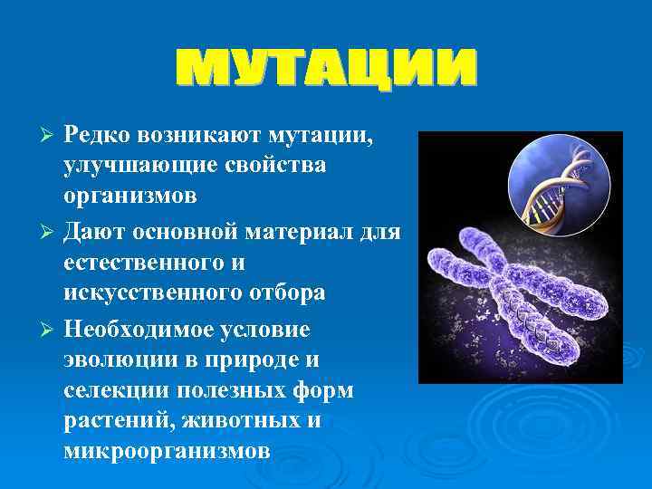 Редко возникают мутации, улучшающие свойства организмов Ø Дают основной материал для естественного и искусственного