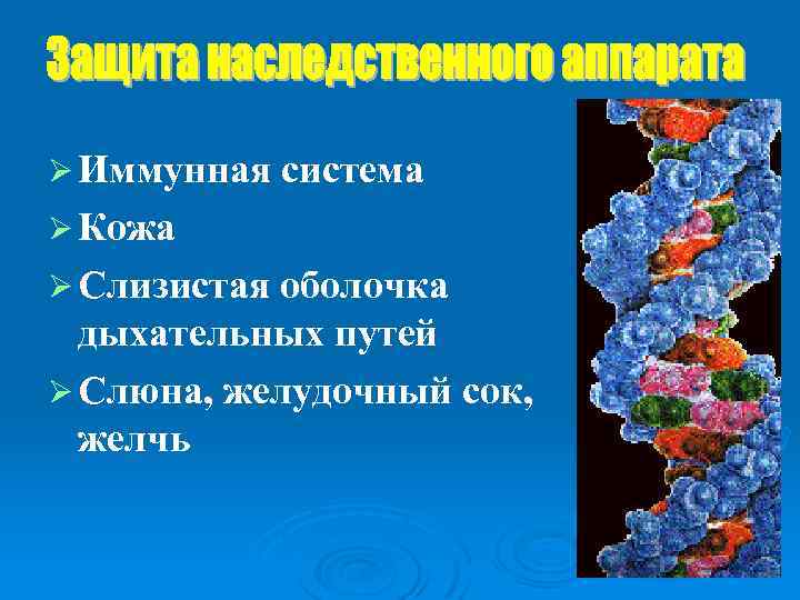 Ø Иммунная система Ø Кожа Ø Слизистая оболочка дыхательных путей Ø Слюна, желудочный сок,