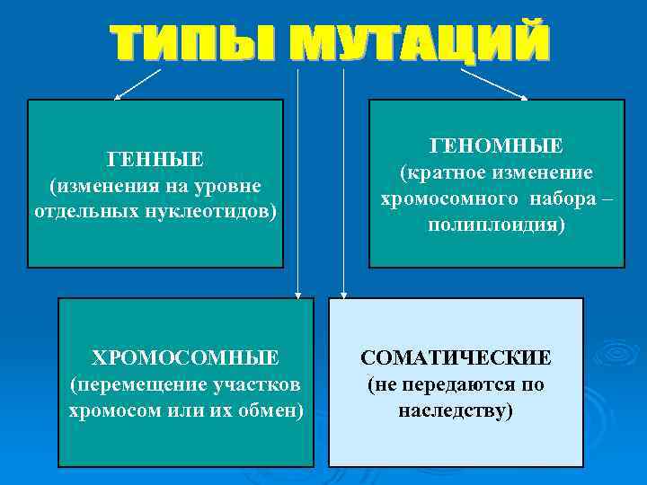 ГЕННЫЕ (изменения на уровне отдельных нуклеотидов) ХРОМОСОМНЫЕ (перемещение участков хромосом или их обмен) ГЕНОМНЫЕ