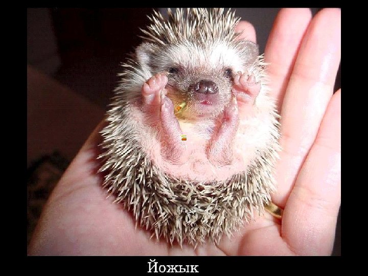 йожик 