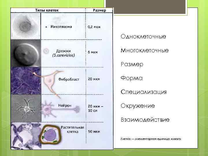 Максимальный размер клетки. Размеры клеток человека таблица. Размеры клеток растений. Размеры различных клеток. Размеры клеток живых организмов.