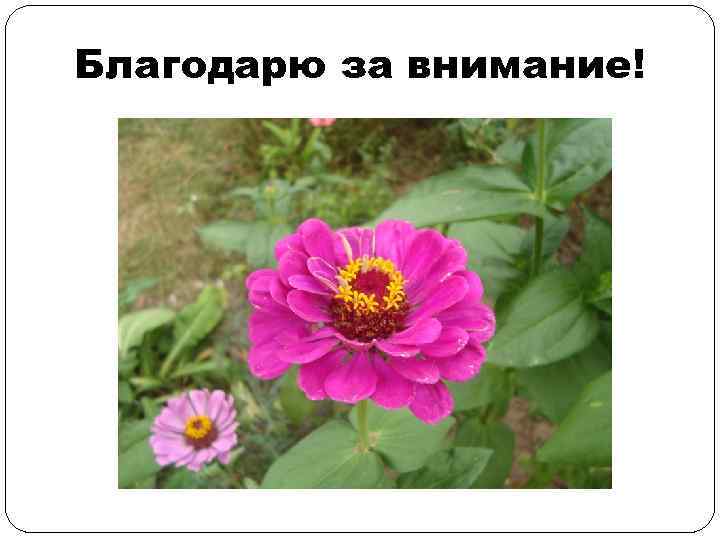 Благодарю за внимание! 