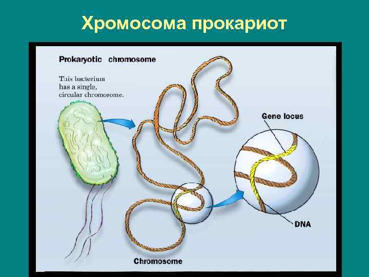 Хромосома прокариот 