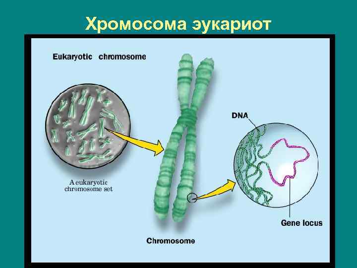 Хромосома эукариот 