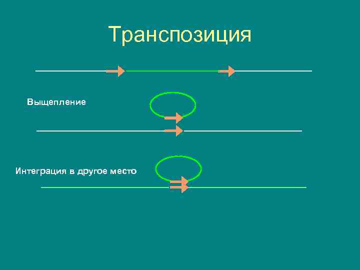 Транспозиция Выщепление Интеграция в другое место 